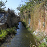 Overgrowth , South Gate, 2013