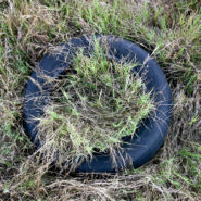 Tire, Pasadena, 2007