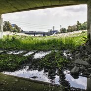 Grass, Sepulveda Basin, 2012